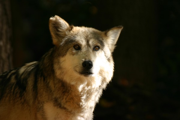 Grey Wolf baileyi Canis Lupus