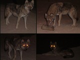 Grey Wolf desert_wolf Snoosmumrik Canis Lupus