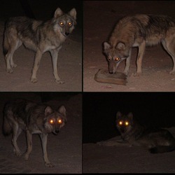 Grey Wolf desert_wolf Snoosmumrik Canis Lupus