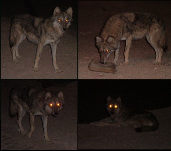 Grey Wolf desert_wolf Snoosmumrik Canis Lupus