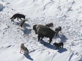 Grey Wolf hunting pack surrounding Bison Canis Lupus