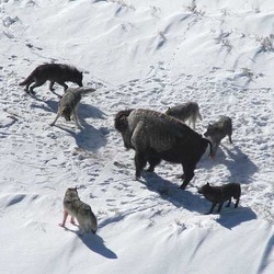 Grey Wolf hunting pack surrounding Bison Canis Lupus