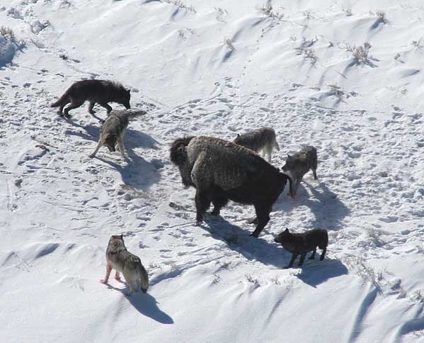 Grey Wolf hunting pack surrounding Bison Canis Lupus