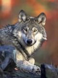Grey Wolf laying Canis Lupus