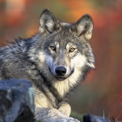 Grey Wolf laying Canis Lupus