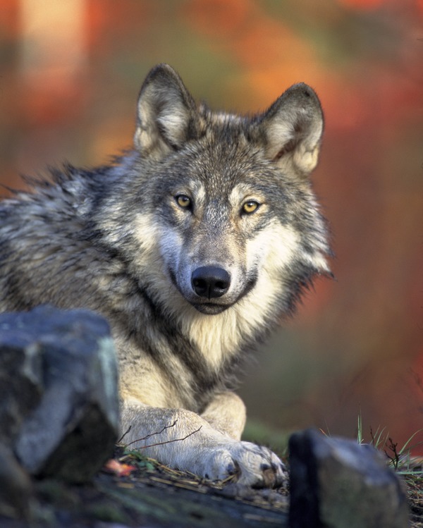 Grey Wolf laying Canis Lupus