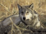 Grey Wolf laying grass Canis Lupus