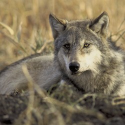 Grey Wolf laying grass Canis Lupus