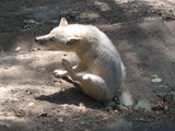 Grey Wolf occidentalis ZOO Olomouc Canis Lupus