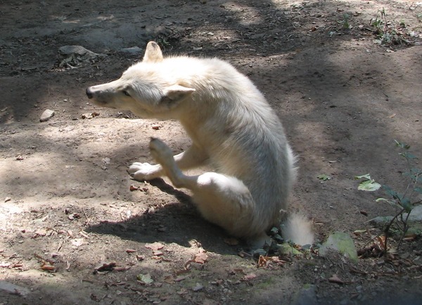 Grey Wolf occidentalis ZOO Olomouc Canis Lupus