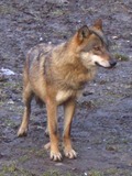 Grey Wolf prague zoo Canis Lupus