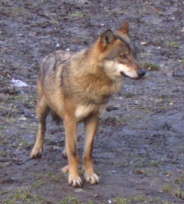 Grey Wolf prague zoo Canis Lupus