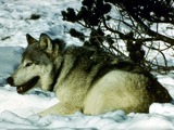 Grey Wolf snow radio collar Canis Lupus