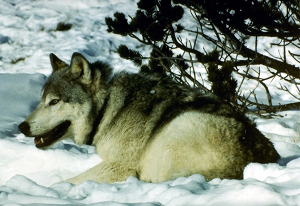 Grey Wolf snow radio collar Canis Lupus