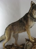 Grey Wolf taxidermy Canis Lupus