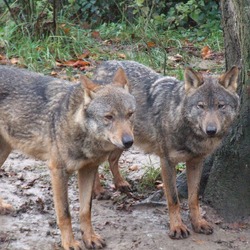 Iberian Grey Wolf Canis lupus_signatu