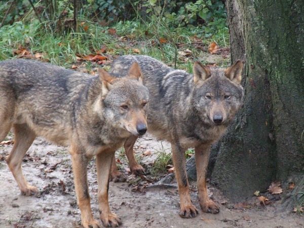 Iberian Grey Wolf Canis lupus_signatu