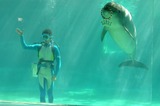 Ocean Mammals