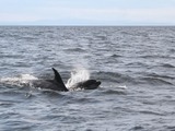 Bottlenose Dolphin A_Spring_double Tursiops Delphinidae