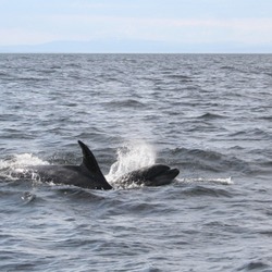 Bottlenose Dolphin A_Spring_double Tursiops Delphinidae