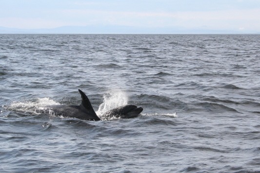 Bottlenose Dolphin A_Spring_double Tursiops Delphinidae