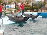 Ocean Mammals