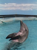 Bottlenose Dolphin Akeakamai_backswim Tursiops Delphinidae delfin