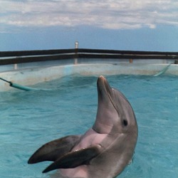 Bottlenose Dolphin Akeakamai_backswim Tursiops Delphinidae delfin
