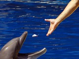 Bottlenose Dolphin Alimentando_a_delfin Tursiops Delphinidae delfin
