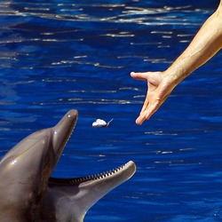 Bottlenose Dolphin Alimentando_a_delfin Tursiops Delphinidae delfin