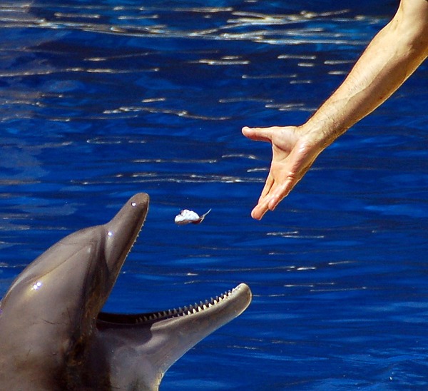 Bottlenose Dolphin Alimentando_a_delfin Tursiops Delphinidae delfin