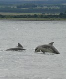 Ocean Mammals