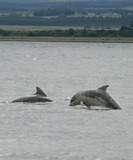 Bottlenose Dolphin Photo Gallery