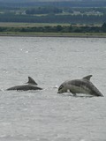 Bottlenose Dolphin Baby_bottlenose_dolphin_shannonry_point Tursiops Delphinidae