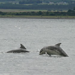 Bottlenose Dolphin Baby_bottlenose_dolphin_shannonry_point Tursiops Delphinidae