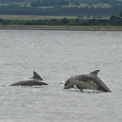 Bottlenose Dolphin Baby_bottlenose_dolphin_shannonry_point Tursiops Delphinidae