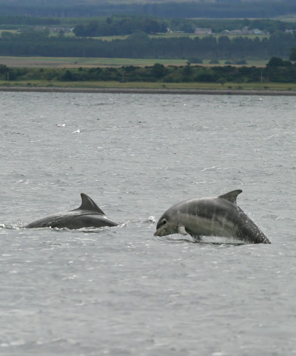 Bottlenose Dolphin Baby_bottlenose_dolphin_shannonry_point Tursiops Delphinidae