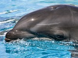 Bottlenose Dolphin Baby_wolphin Tursiops Delphinidae delfin