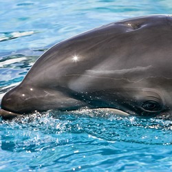 Bottlenose Dolphin Baby_wolphin Tursiops Delphinidae delfin