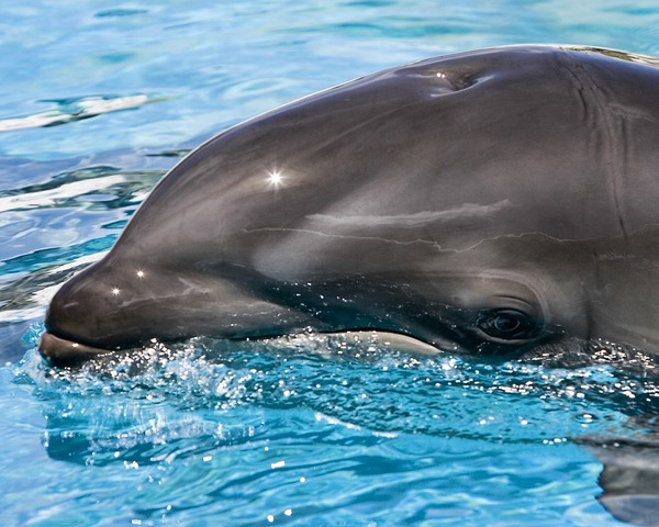 Bottlenose Dolphin Baby_wolphin Tursiops Delphinidae delfin