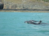 Bottlenose Dolphin Bottle_Nose_Dolphins Tursiops Delphinidae delfin