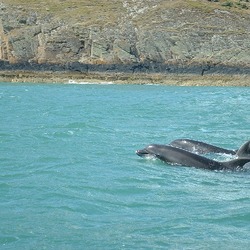 Bottlenose Dolphin Bottle_Nose_Dolphins Tursiops Delphinidae delfin