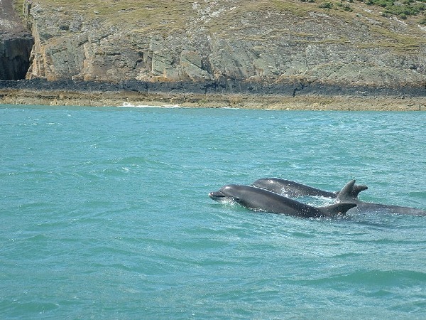 Bottlenose Dolphin Bottle_Nose_Dolphins Tursiops Delphinidae delfin