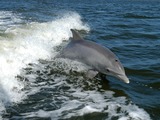 Bottlenose Dolphin Bottlenose_Dolphin Tursiops Delphinidae delfin