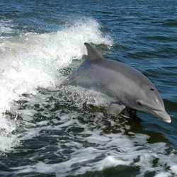 Bottlenose Dolphin Bottlenose_Dolphin Tursiops Delphinidae delfin