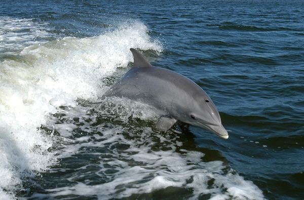 Bottlenose Dolphin Bottlenose_Dolphin Tursiops Delphinidae delfin