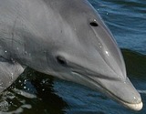 Ocean Mammals
