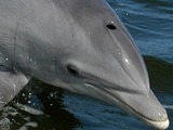 Bottlenose Dolphin Bottlenose_Dolphin_ head_only Tursiops Delphinidae delfin