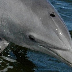 Bottlenose Dolphin Bottlenose_Dolphin_ head_only Tursiops Delphinidae delfin