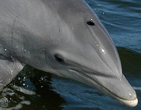 Bottlenose Dolphin Bottlenose_Dolphin_ head_only Tursiops Delphinidae delfin